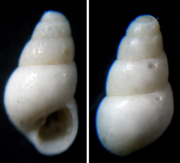 Odostomia lukisii